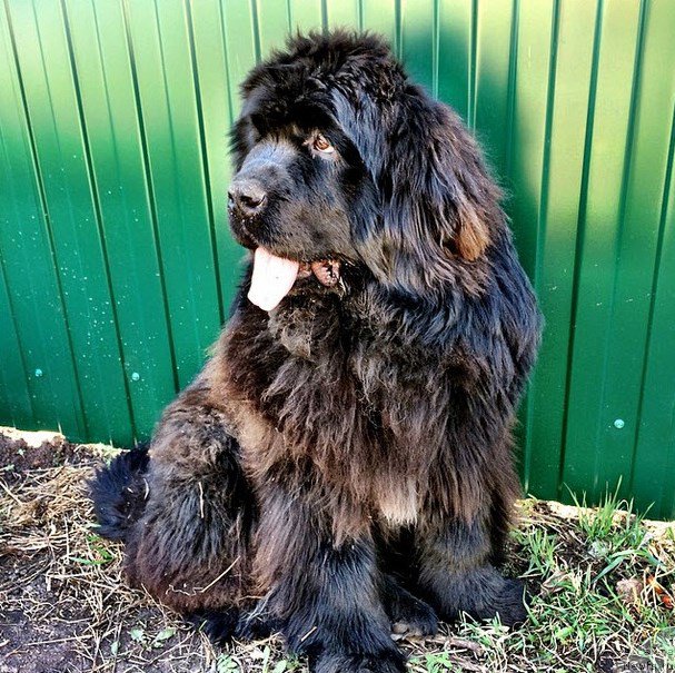 Фото: ньюфаундленд Super Premium N'yu-York (Супер Премиум Нью-Йорк)