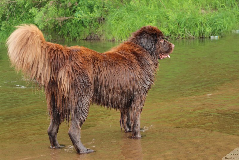 Фото: ньюфаундленд Sverkayuzhaya Gora Mashame (Сверкающая Гора Машаме)