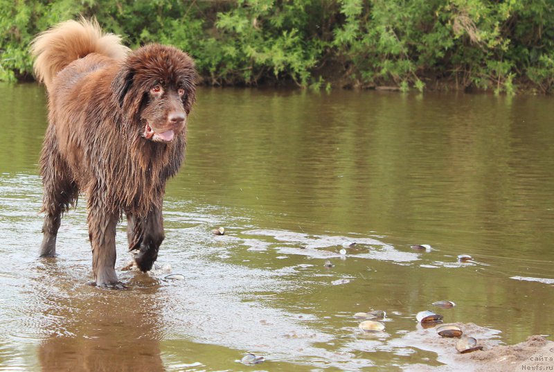 Фото: ньюфаундленд Sverkayuzhaya Gora Mashame (Сверкающая Гора Машаме)