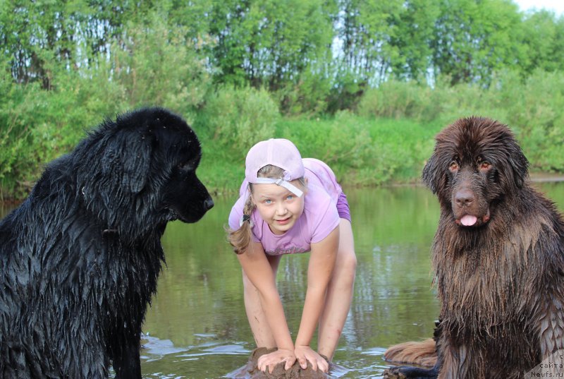 Фото: ньюфаундленд Sverkayuzhaya Gora Mashame (Сверкающая Гора Машаме), ньюфаундленд Bonopart Napoleon (Бонопарт Наполеон)