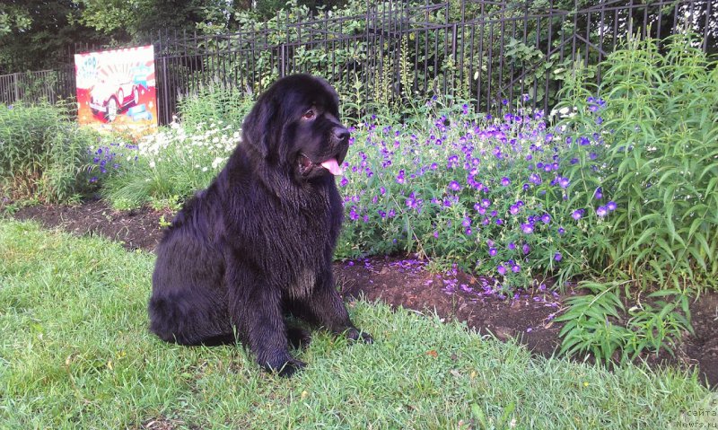 Фото: ньюфаундленд Sent Djons Gvendolin Glorius Garden (Сент Джонс Гвендолин Глориус Гарден)
