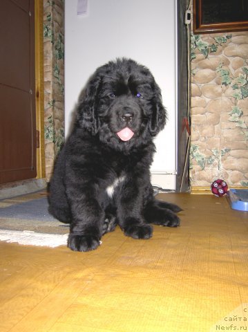 Фото: ньюфаундленд Sent Djons Mishel' (Сент Джонс Мишель)