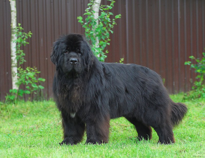 Фотография № 156137