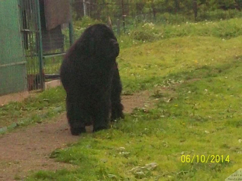 Фото: ньюфаундленд Vito Kacho Ferl (Вито Качо Ферл)