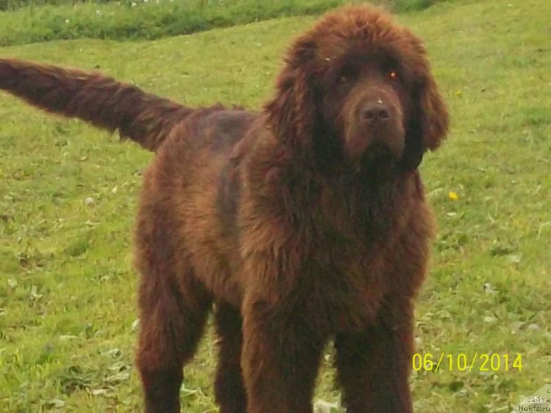 Фото: ньюфаундленд N'yufort YU'Severino (Ньюфорт Ю'Северино)