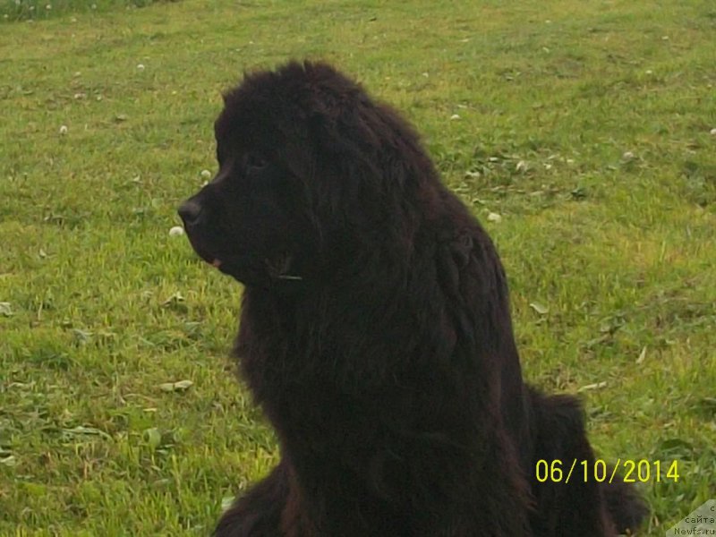 Фото: ньюфаундленд Super Premium Nemessis (Супер Премиум Немессис)