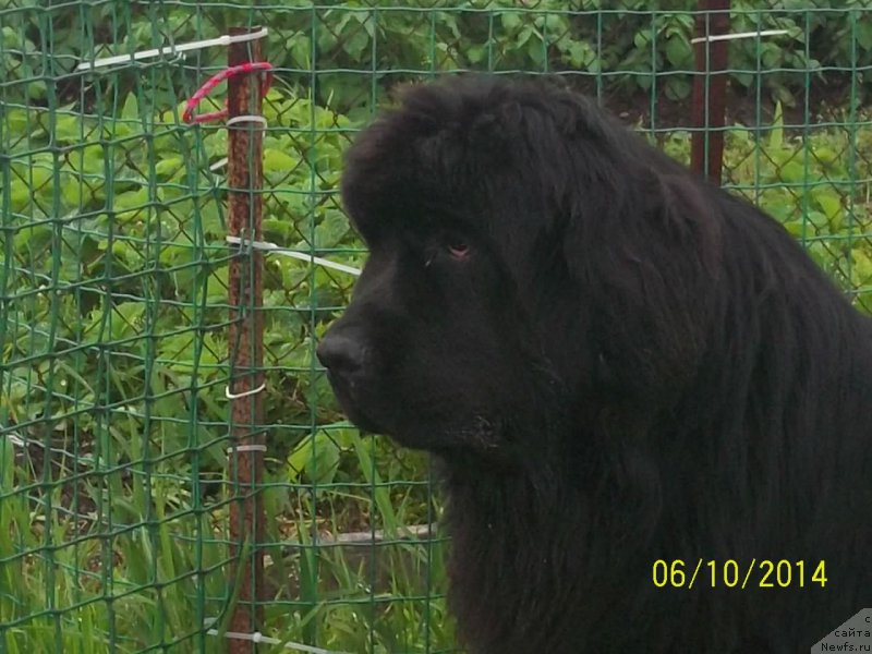 Фото: ньюфаундленд Super Premium Nao Del Trato (Супер Премиум Нао Дел Трато)