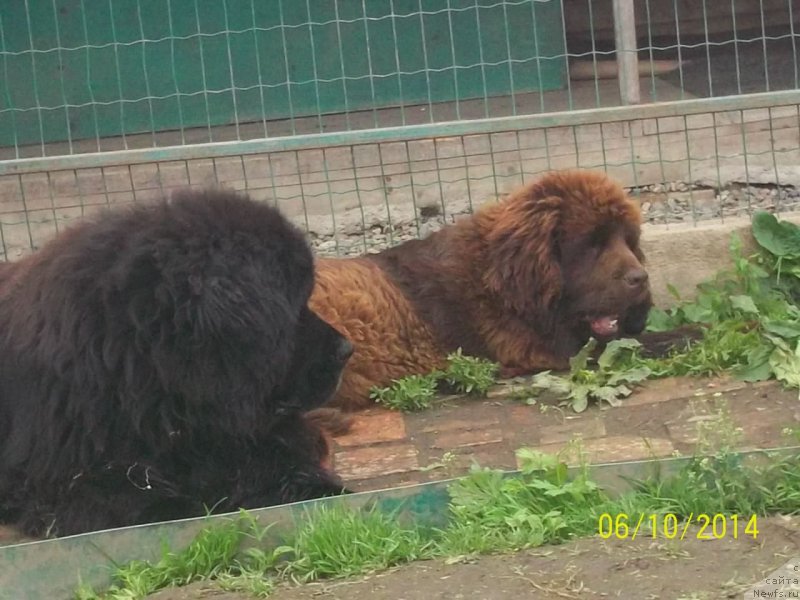 Фото: ньюфаундленд Viski Red Label Veps (Виски Ред Лейбл Вепс), ньюфаундленд N'yufort YU'Severino (Ньюфорт Ю'Северино)