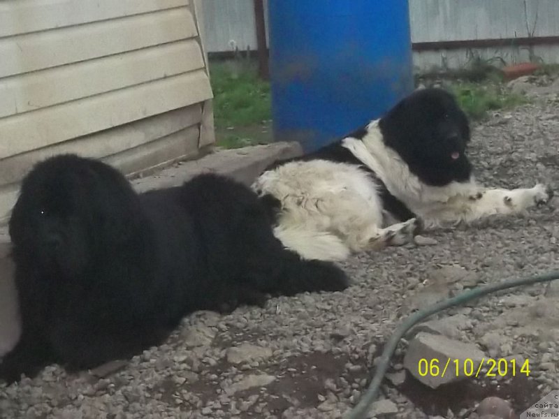 Фото: ньюфаундленд Super Premium Liniel Daylirring (Супер Премиум Линиэль Дайлиррин), ньюфаундленд Super Premium Litoniel Vallaninor (Супер Премиум Литониэль Валланинор)