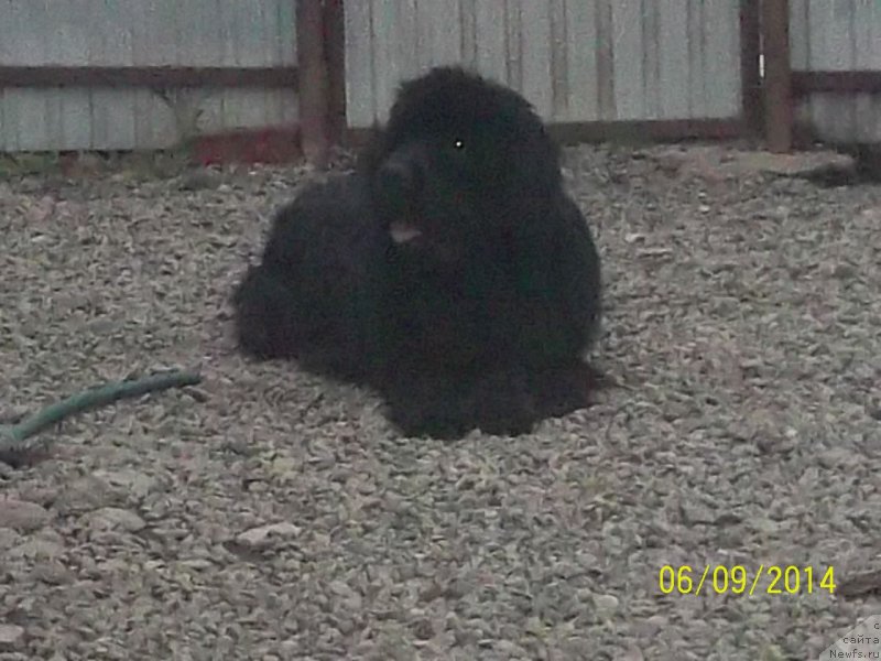 Фото: ньюфаундленд Super Premium Nao Del Trato (Супер Премиум Нао Дел Трато)