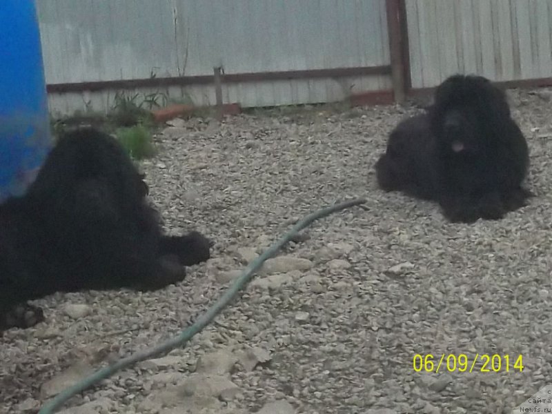 Фото: ньюфаундленд Super Premium Liniel Daylirring (Супер Премиум Линиэль Дайлиррин), ньюфаундленд Super Premium Nao Del Trato (Супер Премиум Нао Дел Трато)