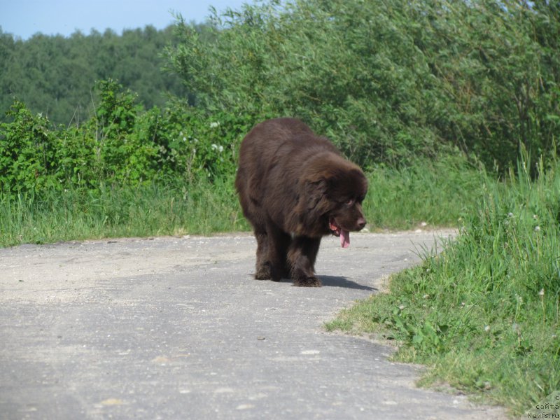 Фото: ньюфаундленд Parfyon (Парфён)