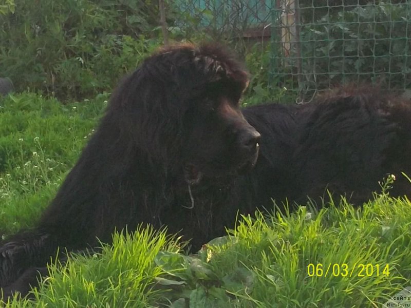 Фото: ньюфаундленд Super Premium Nao Del Trato (Супер Премиум Нао Дел Трато)