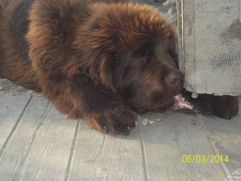 Фото: ньюфаундленд N'yufort YU'Severino (Ньюфорт Ю'Северино)