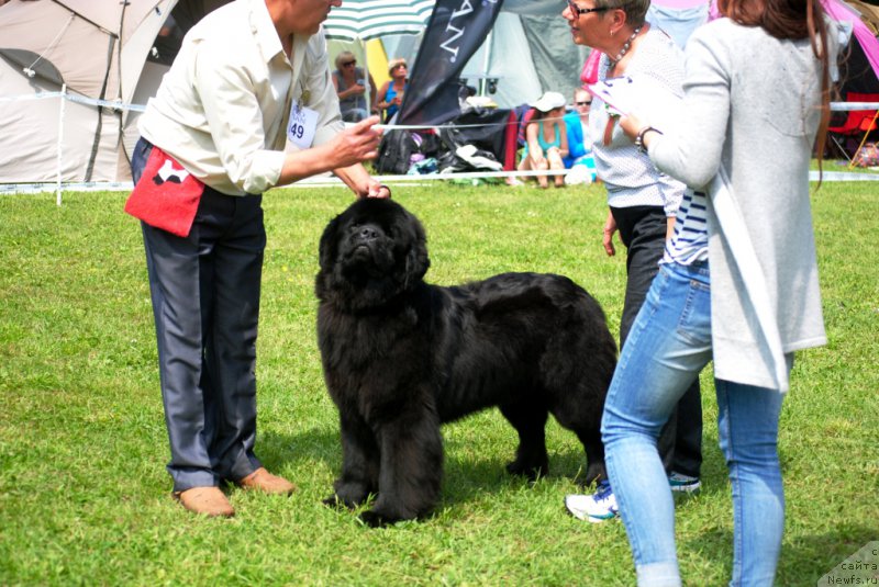 Фото: ньюфаундленд Chudo Choice Zvezdnyj Dar s Berega Dona (Чудо Чойс Звездного Дара с Берега Дона)