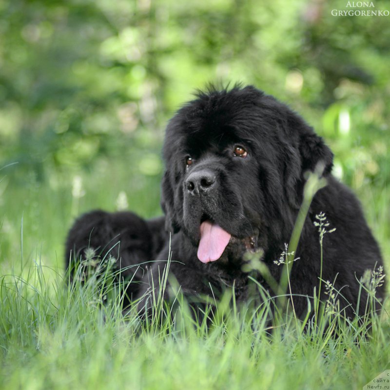 Фото: ньюфаундленд Аlpha Tauri Dinastiya Soverchenstva (Альфа Таури Династия Совершенства), ньюфаундленд Аlpha Tauri Dinastiya Soverchenstva (Альфа Таури Династия Совершенства)