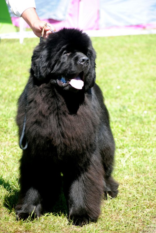 Фото: ньюфаундленд Zvezdnij Dar Agassi (Звездный Дар Агасси)