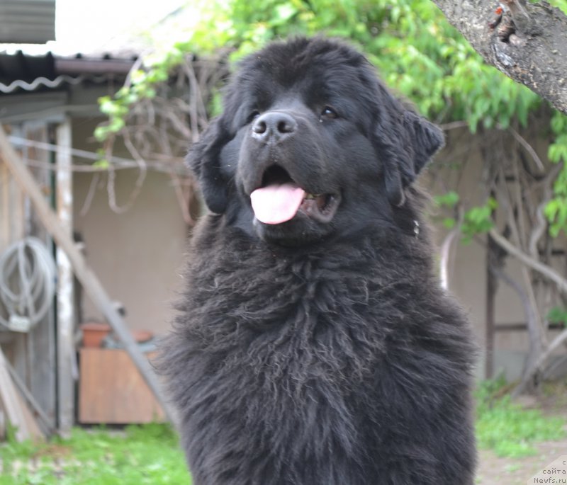 Фото: ньюфаундленд Talisman Morya Magiya Voln (Талисман Моря Магия Волн)