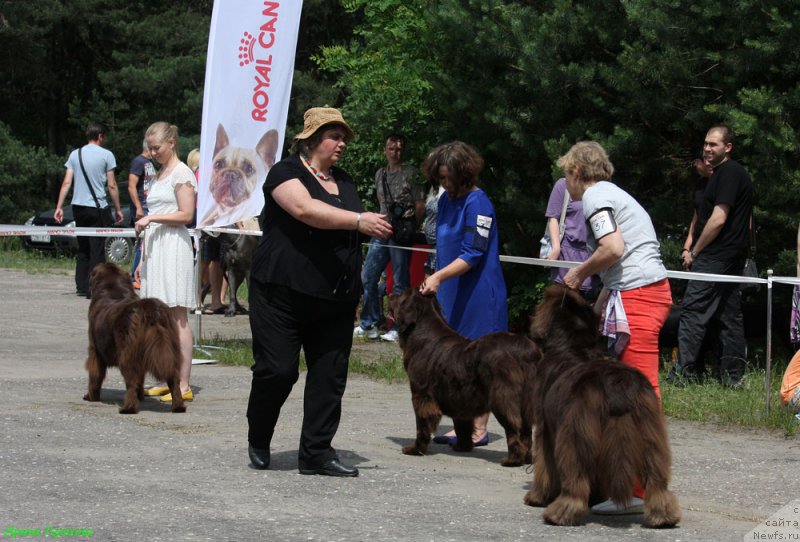 Фото: ньюфаундленд Chara Hani Les (Чара Хани Лес), ньюфаундленд Velikiy Medved' Kameliya (Великий Медведь Камелия), ньюфаундленд Newettas Vanessa