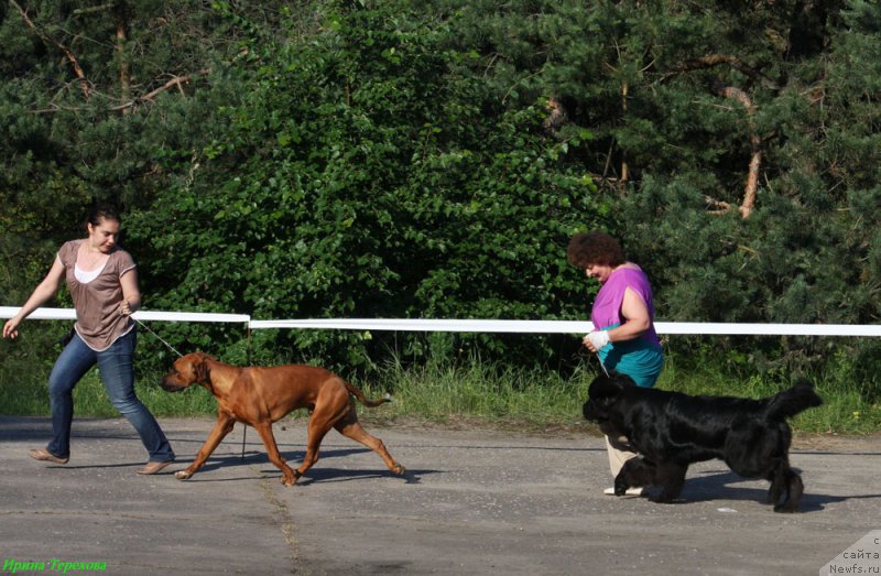 Фото: ньюфаундленд Mercedes Vialiki Miadzvedz (Мерседес Вялiкi Мядзведзь)