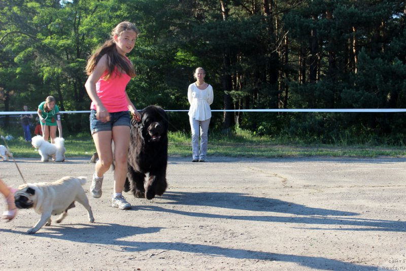 Фото: ньюфаундленд Zhdanny Syn Vialiki Miadzvedz, Маша