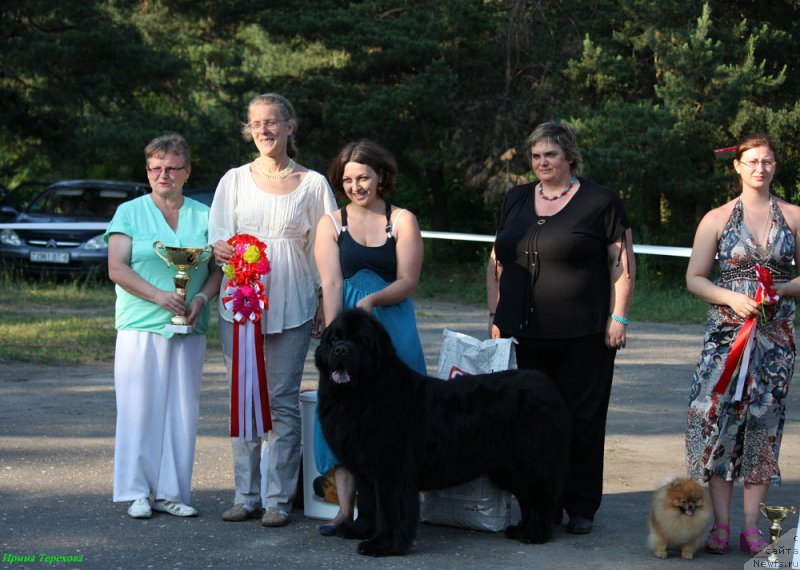 Фото: ньюфаундленд Zhdanny Syn Vialiki Miadzvedz