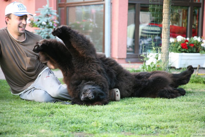 Фото: ньюфаундленд Guliver Moon Bear