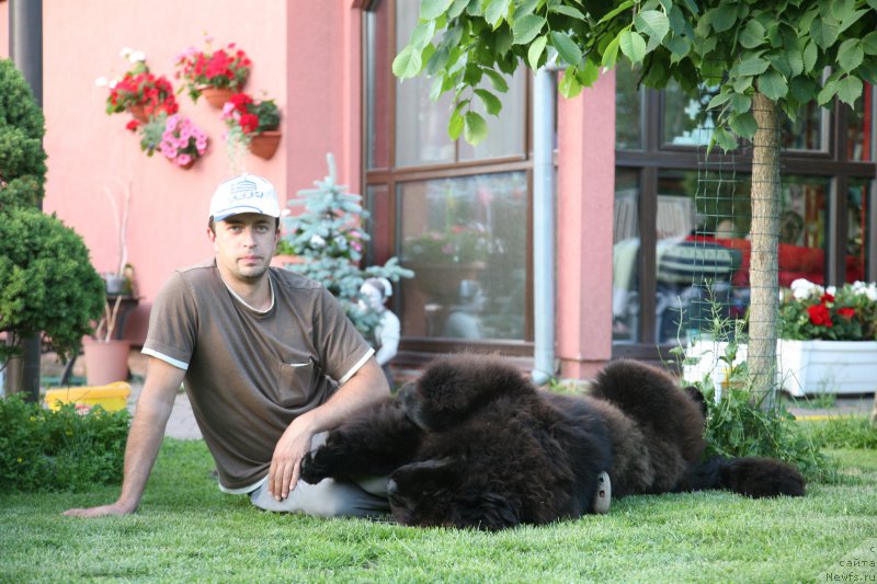 Фото: ньюфаундленд Guliver Moon Bear