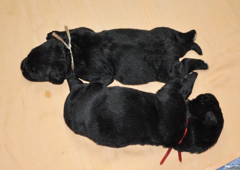 Фото: ньюфаундленд Beguschaya po Volnam Harizma (Бегущая по Волнам Харизма)