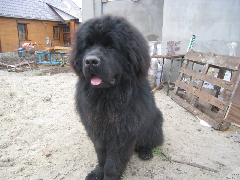 Фото: ньюфаундленд Fordevind of Hepi (Фордевинд оф Хепи)