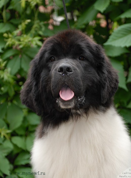 Фотография № 156249