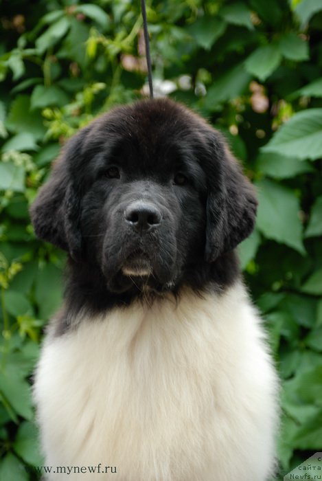 Фотография № 156251