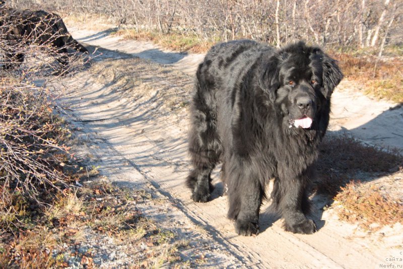 Фото: ньюфаундленд Gloriya Grand Blek (Глория Гранд Блек)