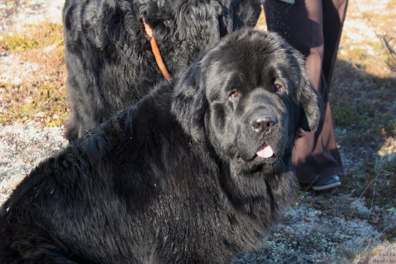 Фото: ньюфаундленд YAntarnaya Mechta (Янтарная Мечта)