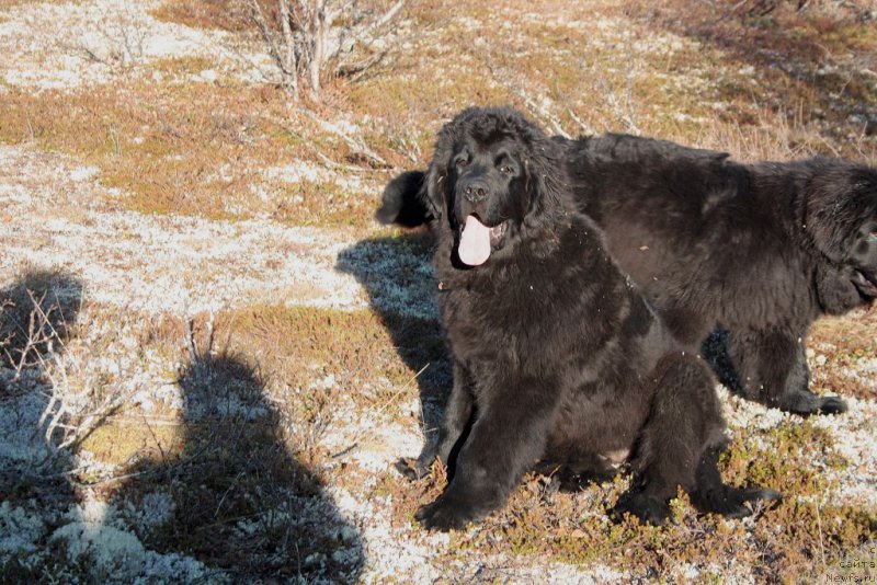 Фото: ньюфаундленд Ariel' Princess of ze Sii (Ариель Принцесс оф зе Сии)