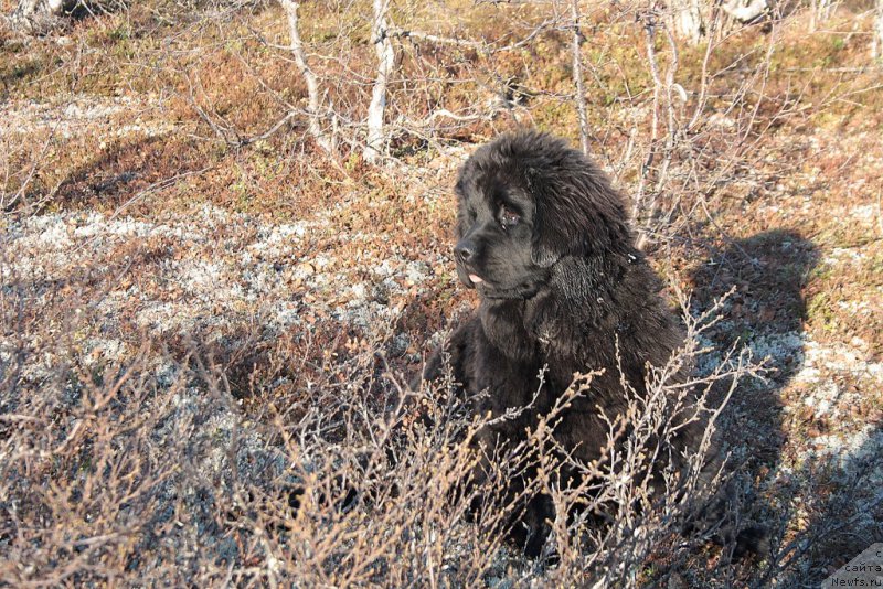 Фото: ньюфаундленд Anabelle Kvin of zye Mountayns (Анабелле Квин оф зэ Моунтайнс)