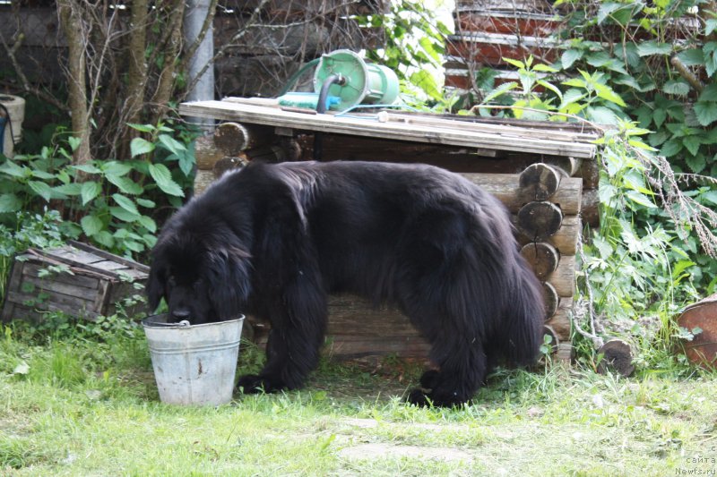 Фото: ньюфаундленд Soul of Rouz Assia (Соул оф Роуз Ассиа)