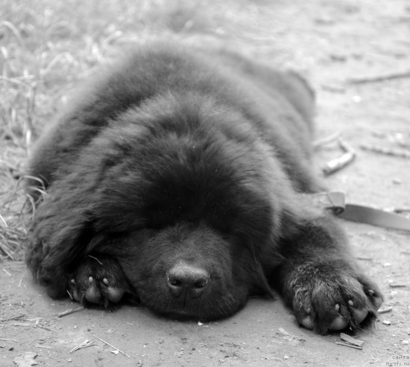 Фотография № 156301