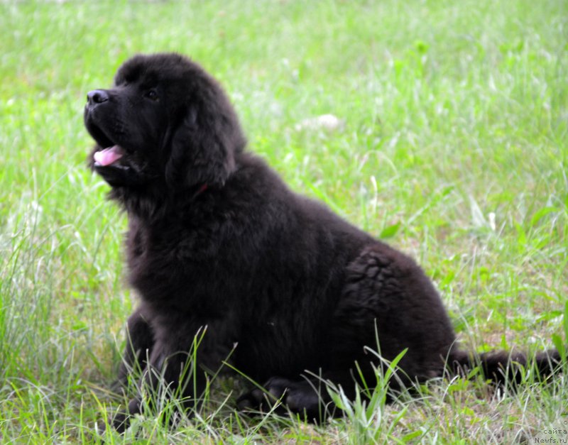 Фотография № 156303