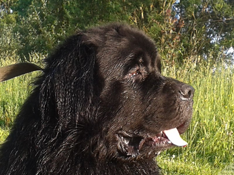 Фото: ньюфаундленд Princ Al'finskiy (Принц Альфинский)