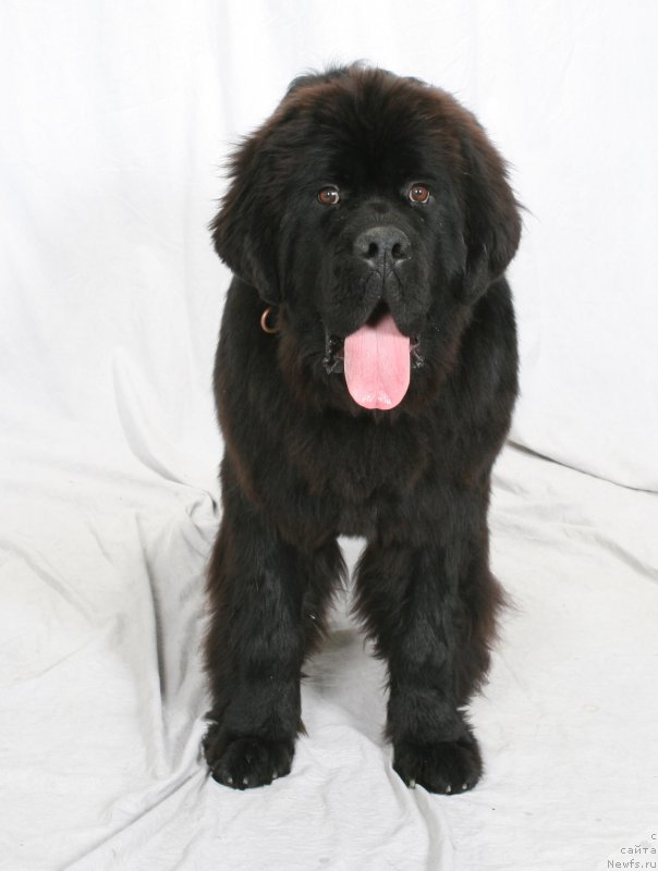 Фото: ньюфаундленд Veni Vidi Vici Dinastiya Soverchenstva