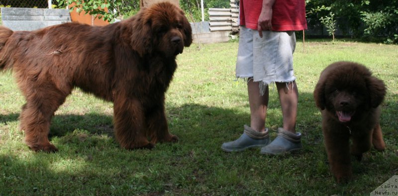 Фото: ньюфаундленд Recanto Maestro Benedictus, ньюфаундленд Imperator iz Tsarstva Medvedey (Император из Царства Медведей)