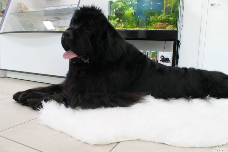 Фотография № 156332