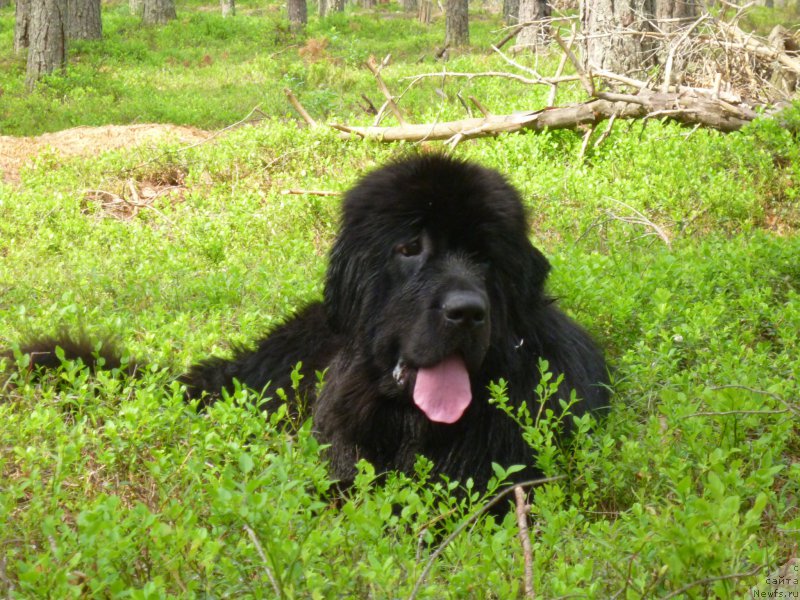 Фото: ньюфаундленд Smigar Legenda Vesny (Смигар Легенда Весны)