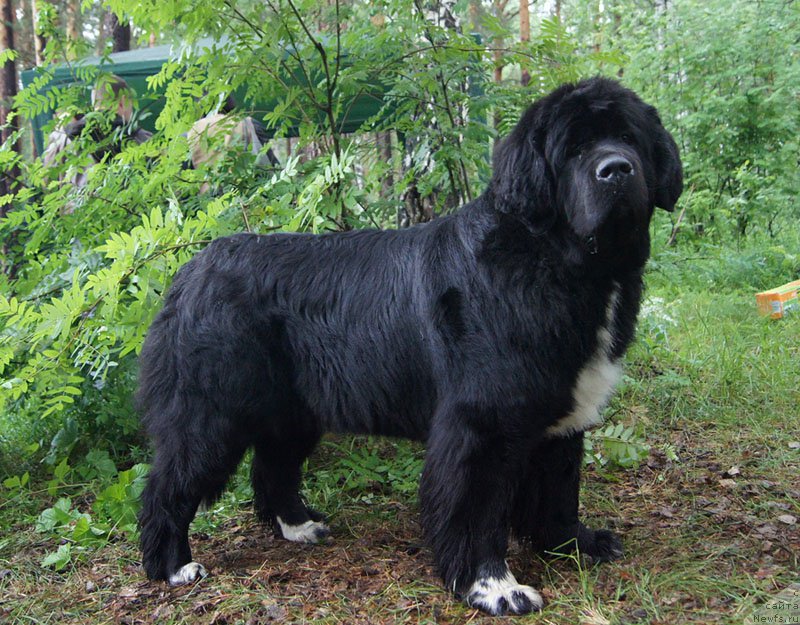 Фото: ньюфаундленд Super Bizon Indiya (Супер Бизон Индия)