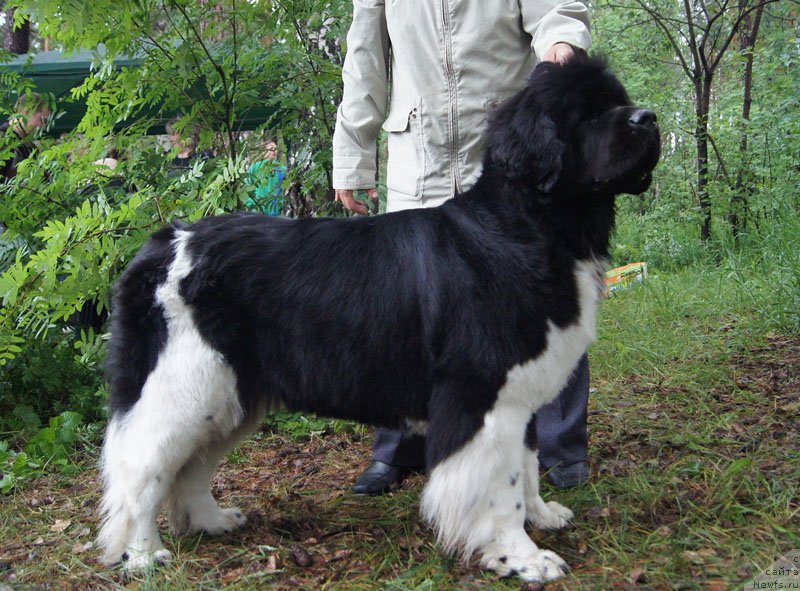 Фото: ньюфаундленд Super Bizon Zima (Супер Бизон Зима)