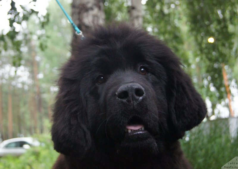 Фотография № 156353