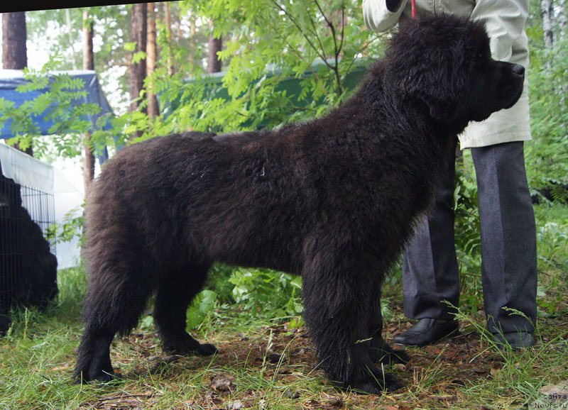 Фото: ньюфаундленд Super Bizon Lakshmi Lana (Супер Бизон Лакшми Лана)