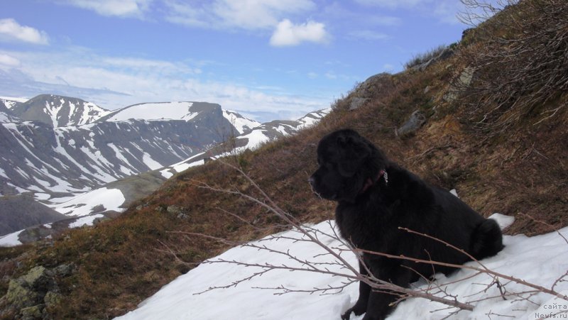 Фото: ньюфаундленд Piternyuf Nota Bene (Питерньюф Нота Бене)