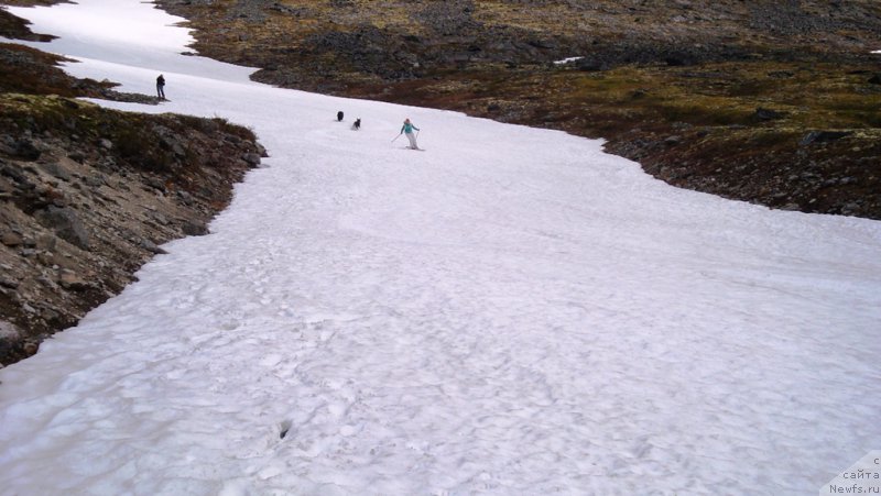 Фото: ньюфаундленд Piternyuf Nota Bene (Питерньюф Нота Бене), Пират, Ekaterina Zayceva (Екатерина Зайцева)